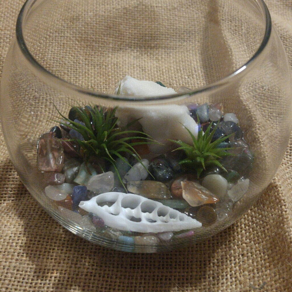 Beautiful air plants in their gemstone filled home